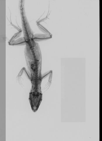 Media type: image;   Herpetology R-185192